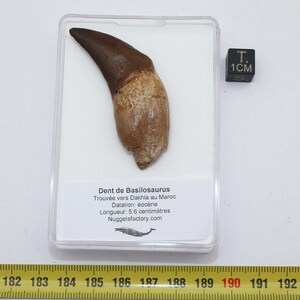 May include: A fossilized tooth of a Basilosaurus, a prehistoric whale, found near Dakhla in Morocco. The tooth is brown and measures 5.6 centimeters in length. The tooth is displayed in a clear plastic case with a white label that includes the name of the species, location, and date of the fossil.