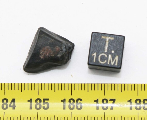 箱入りの基底ハドロサウルス類恐竜の歯オウラノサウルス（ニジェール 
