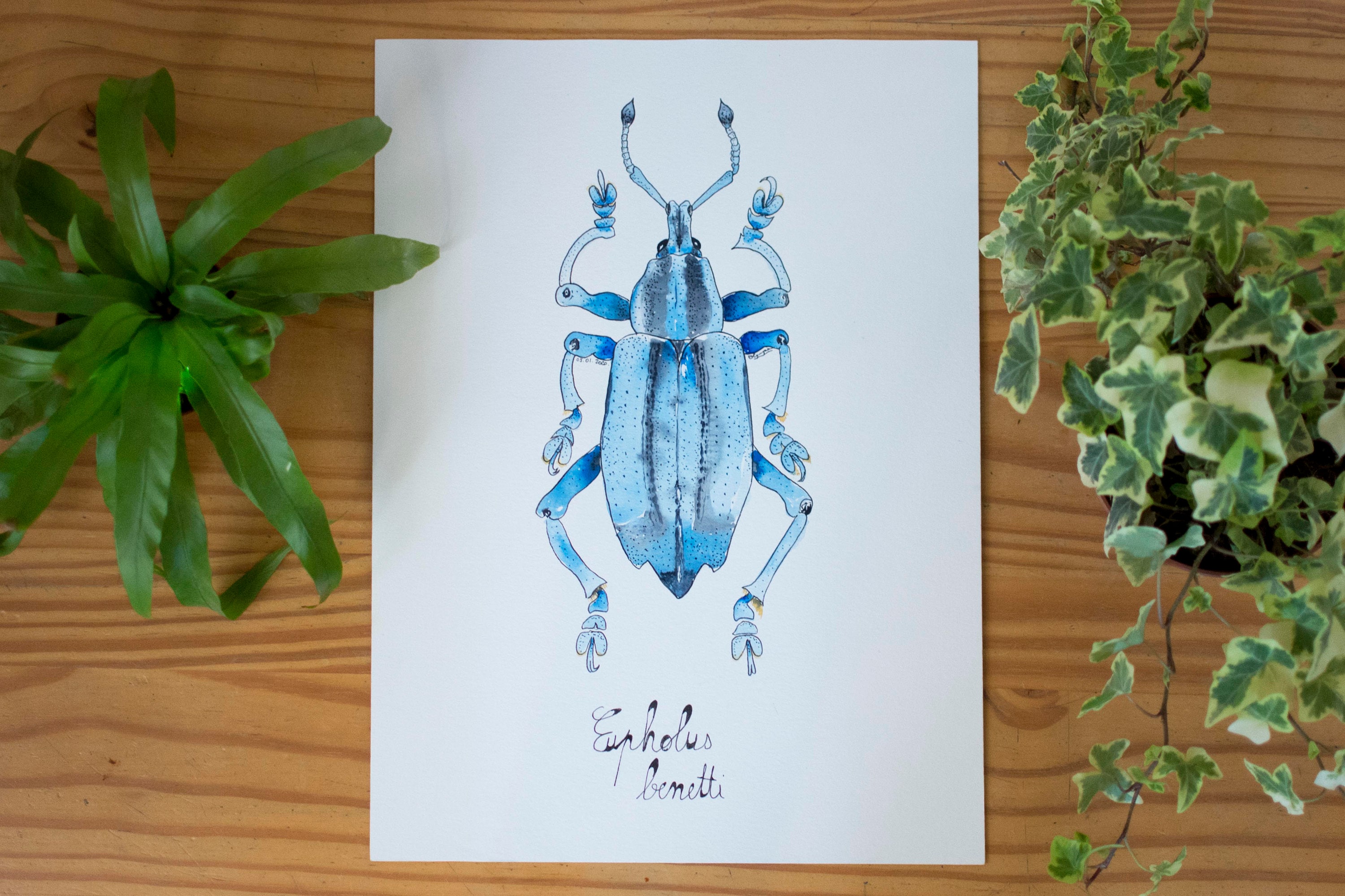 Aquarelle Scarabée - Oeuvre Originale Planche Entomologique Insecte