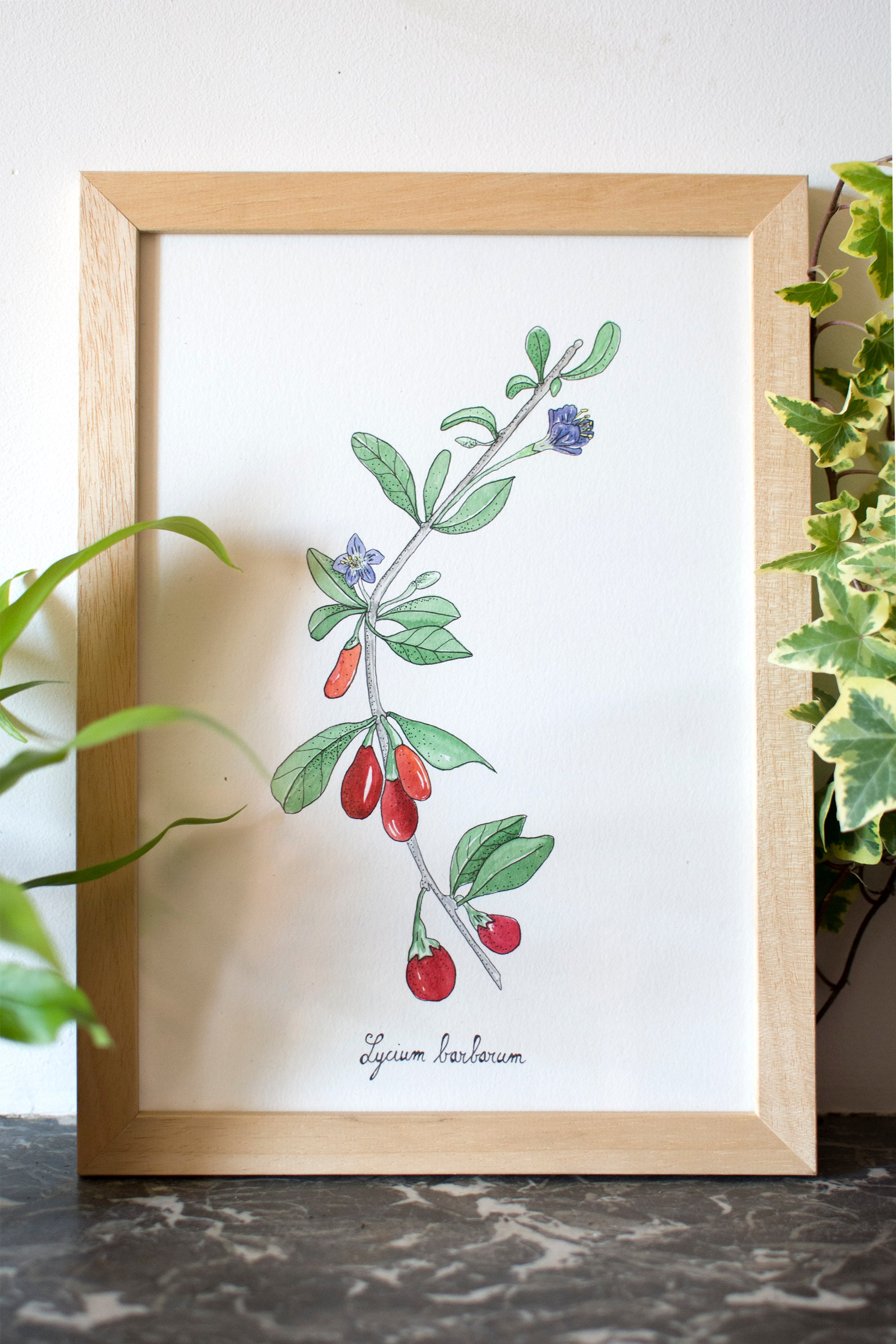 Aquarelle Plante - Baies de Goji Oeuvre Originale avec Cadre Planche Botanique