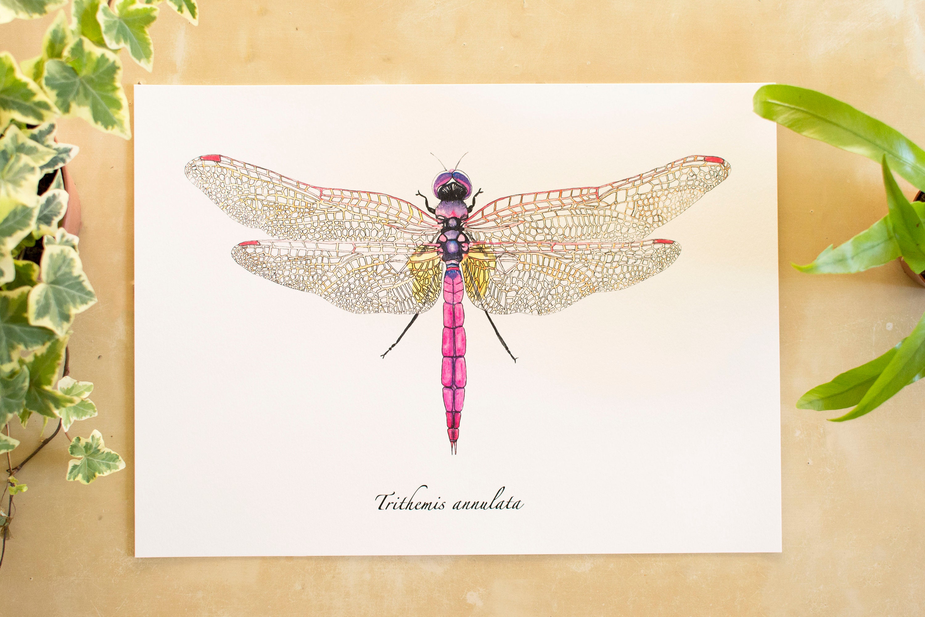 Print Libellule - Aquarelle Planche Insecte Entomologie Série Limitée Signée