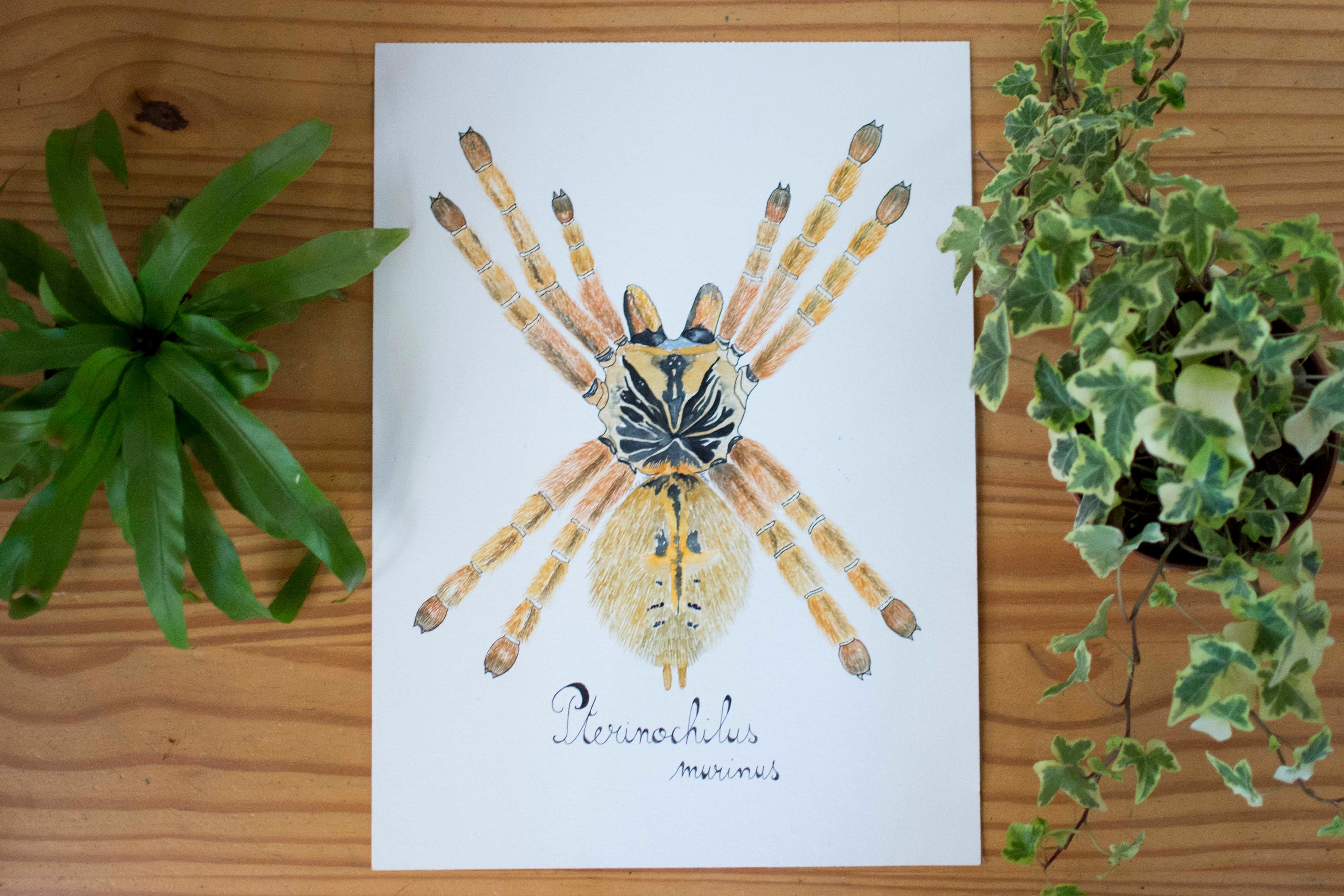 Aquarelle - Araignée Babouin Oeuvre Originale Planche Naturaliste -