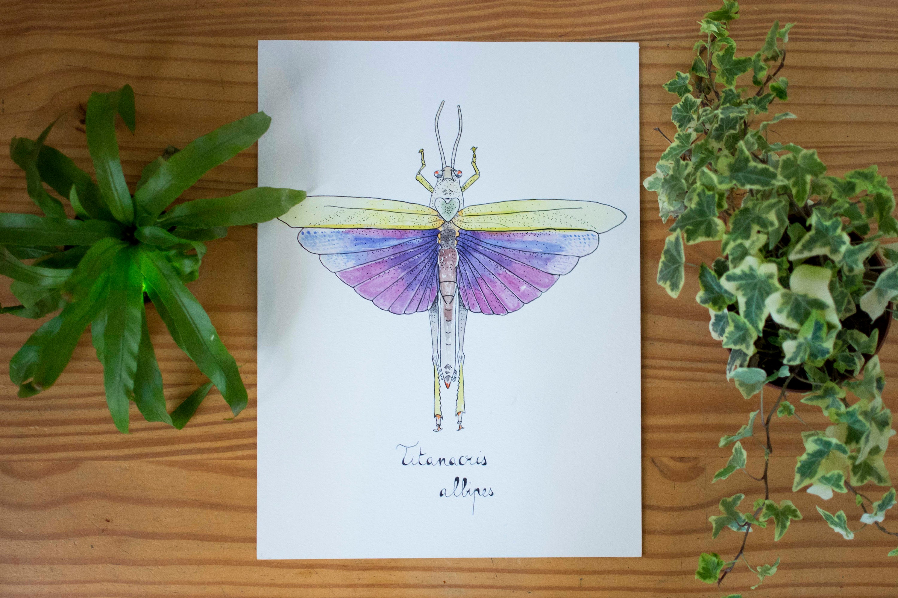 Aquarelle Criquet - Oeuvre Originale Planche Entomologique Insecte