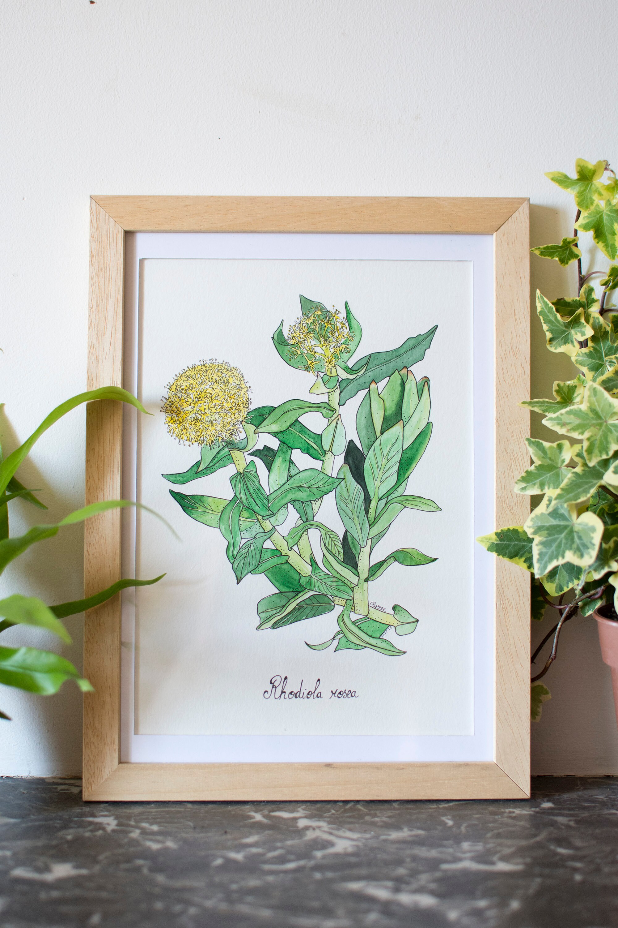 Aquarelle Plante - Fleur de Rhodiola Oeuvre Originale avec Cadre Planche Botanique