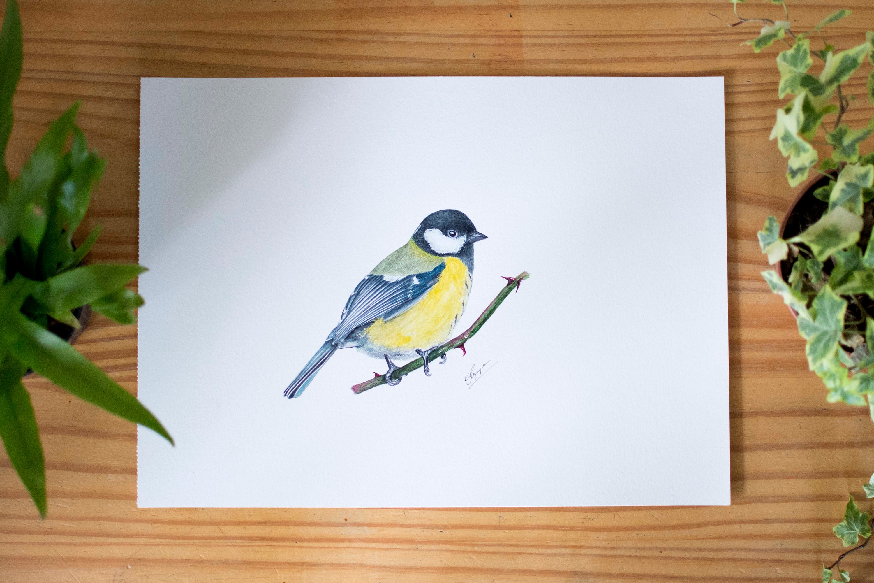 Aquarelle Oiseau - Mésange Charbonnière Oeuvre Originale Planche Ornithologique