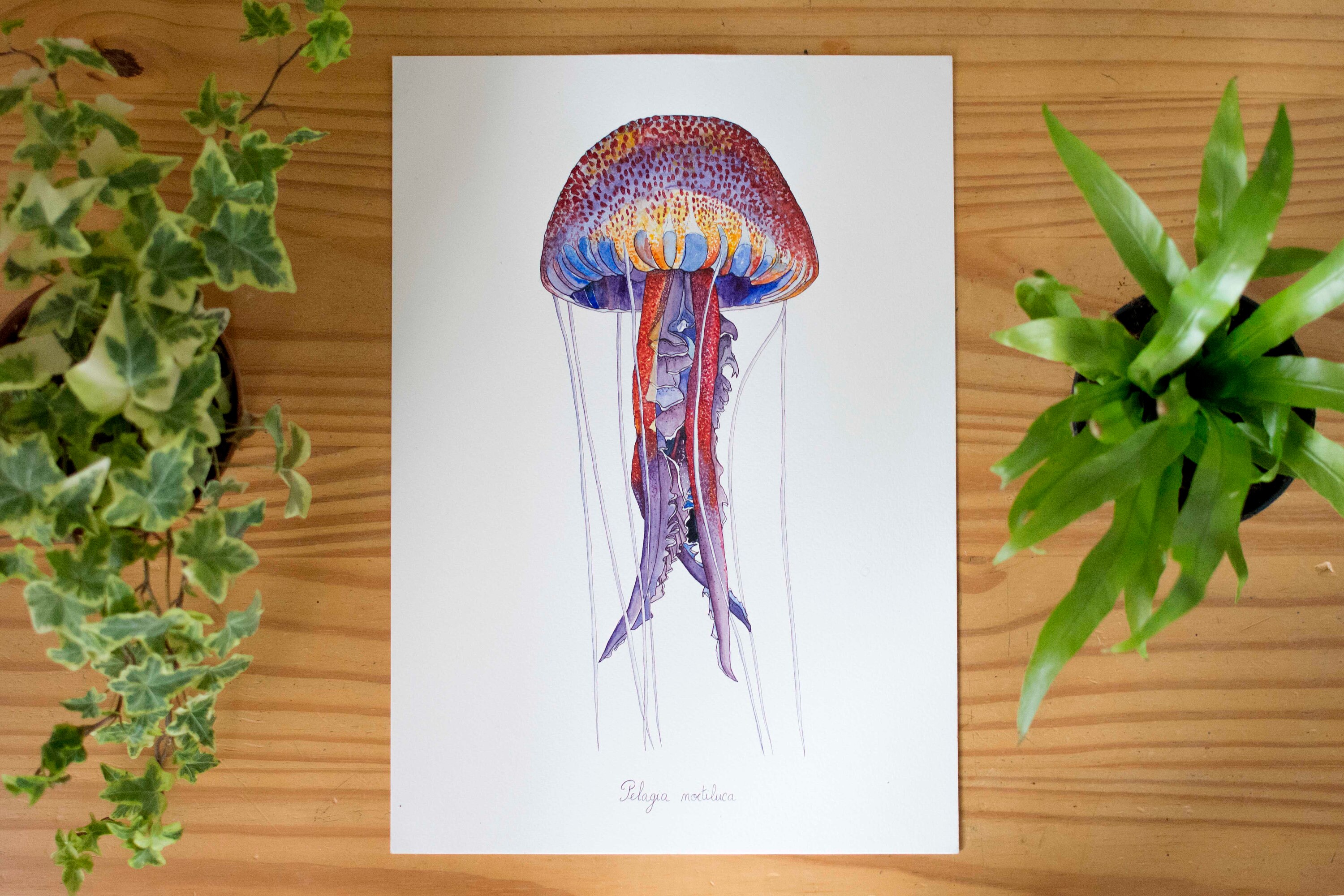 Aquarelle Méduse - Oeuvre Originale Planche Naturaliste Sans Cadre -