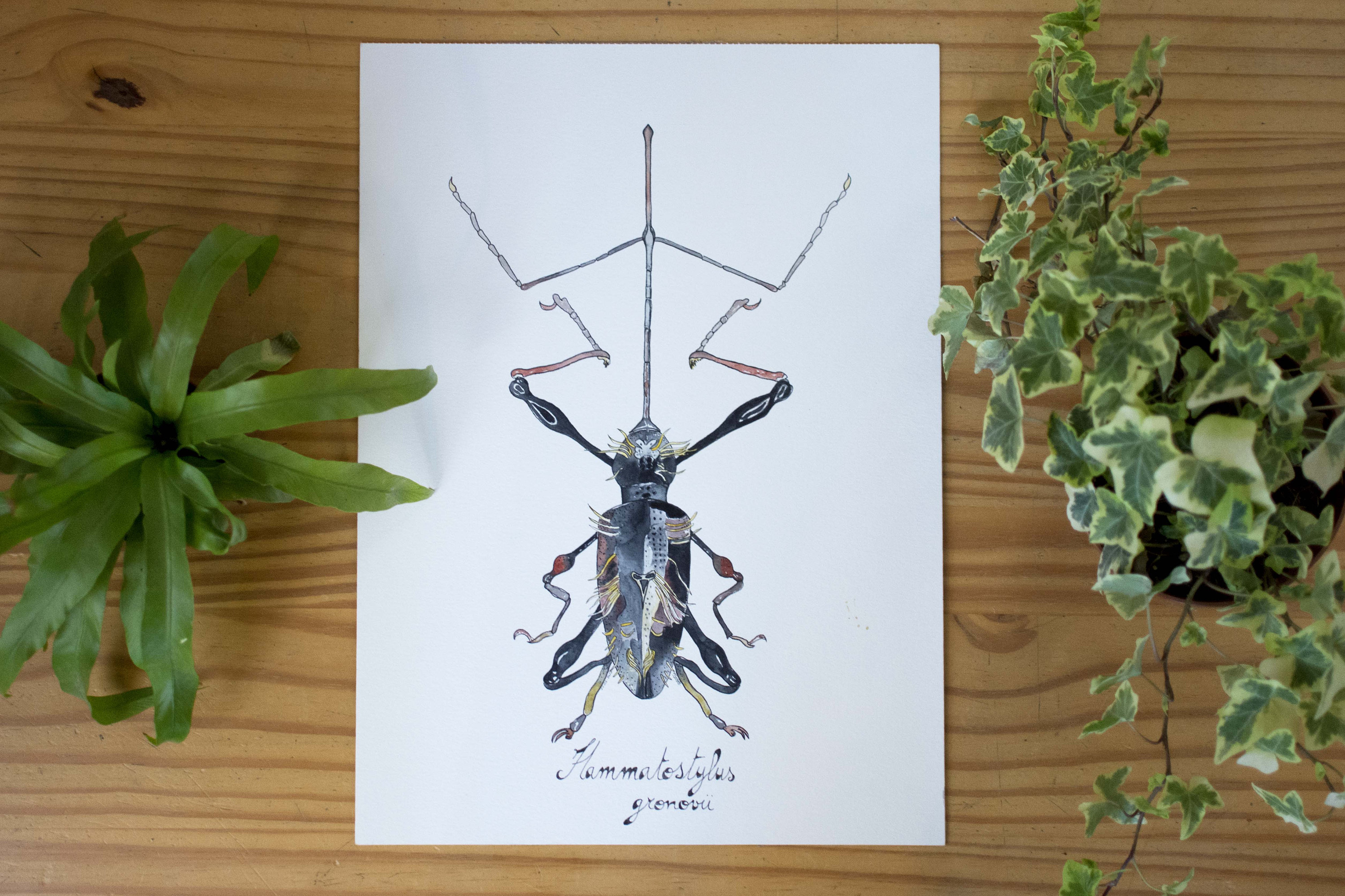 Aquarelle Scarabée - Oeuvre Originale Planche Entomologique Insecte