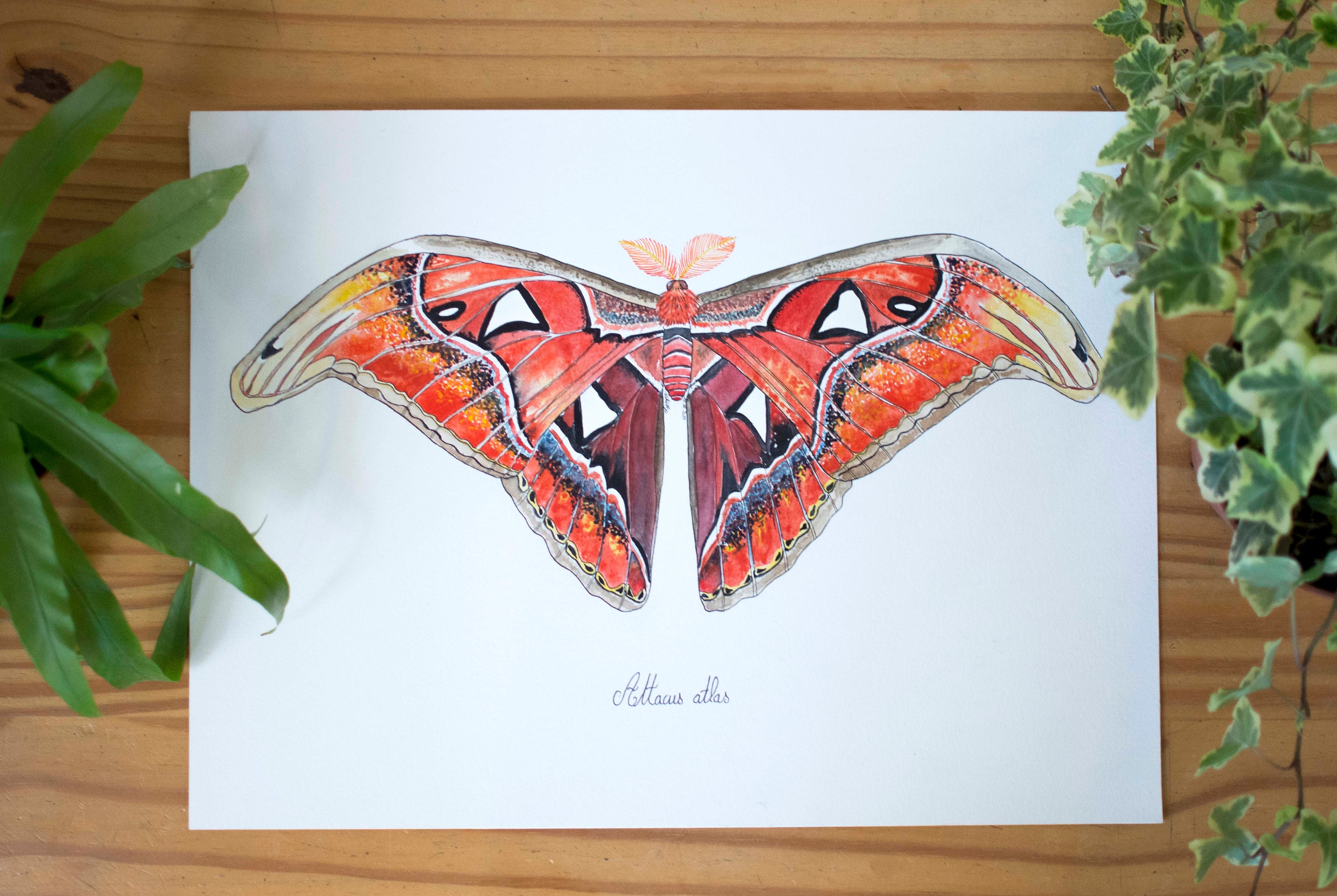 Aquarelle Papillon de Nuit - L'atlas Oeuvre Originale Planche Entomologique Insecte