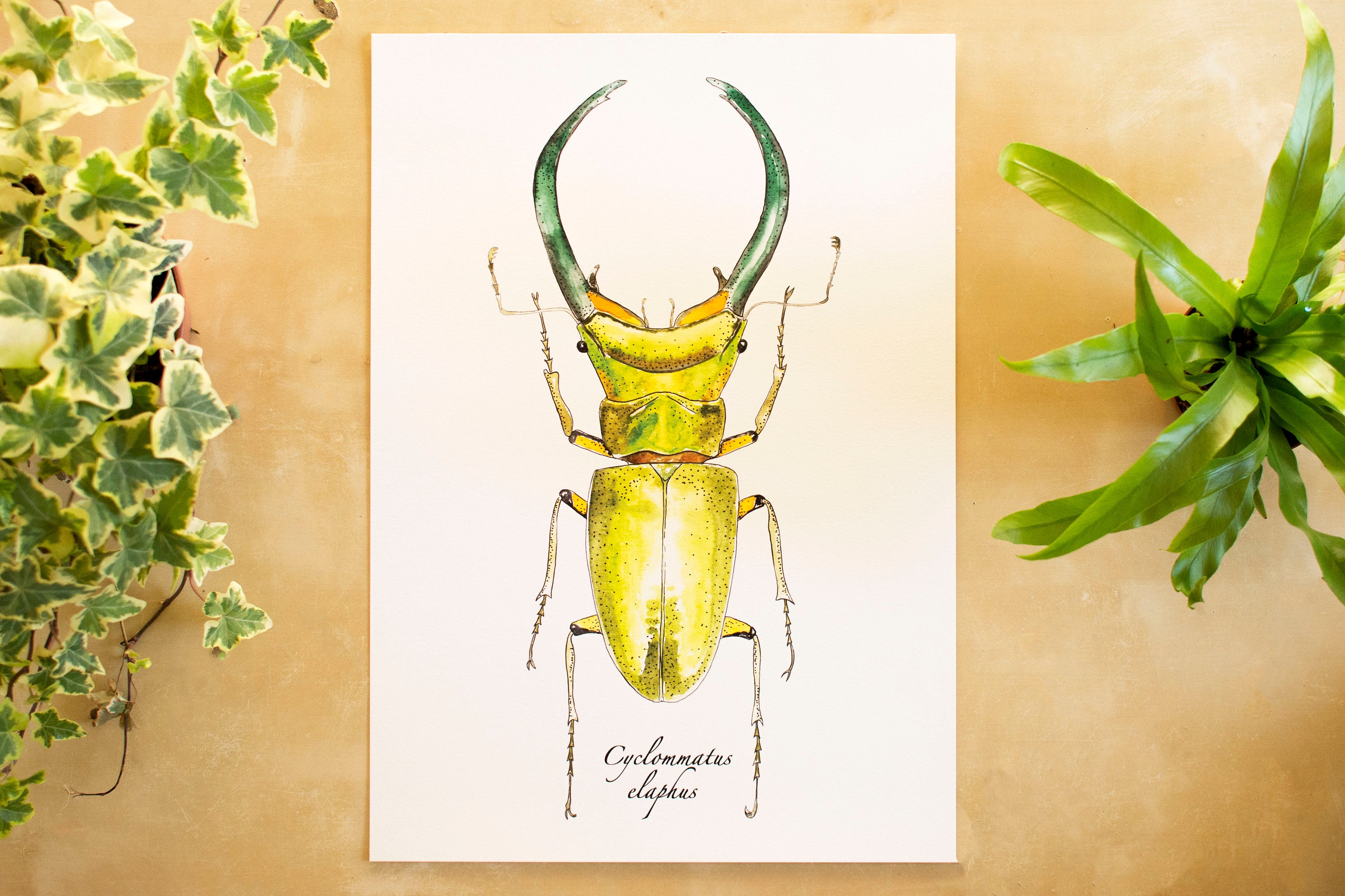 Print Scarabée - Aquarelle Planche Insecte Entomologie Série Limitée Signée