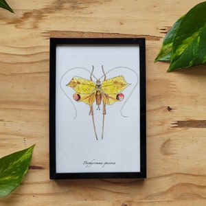 MINI CADRE Insecte Sauterelle pour décoration d'intérieur originale et vintage