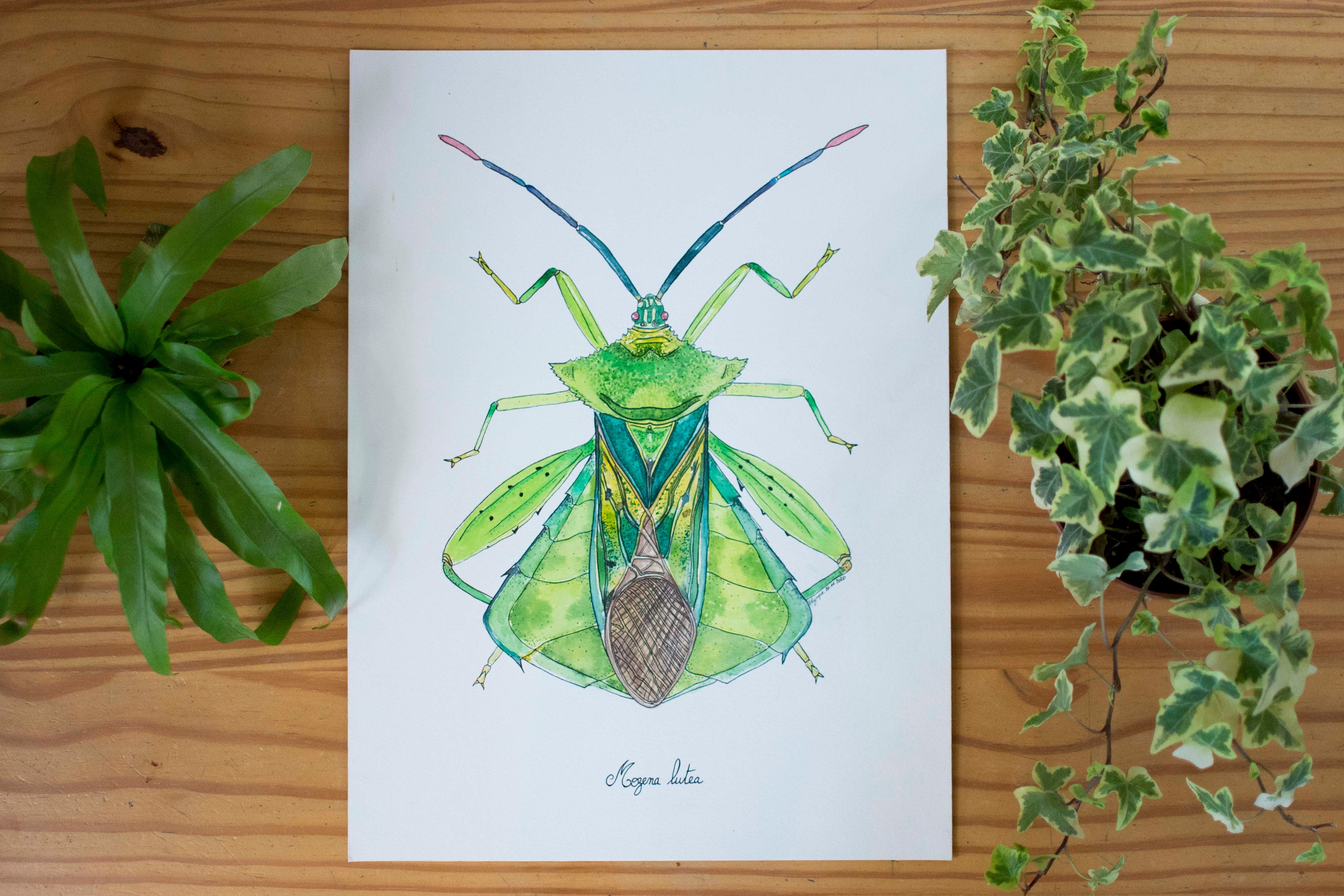 Aquarelle Punaise - Oeuvre Originale Planche Entomologique Insecte