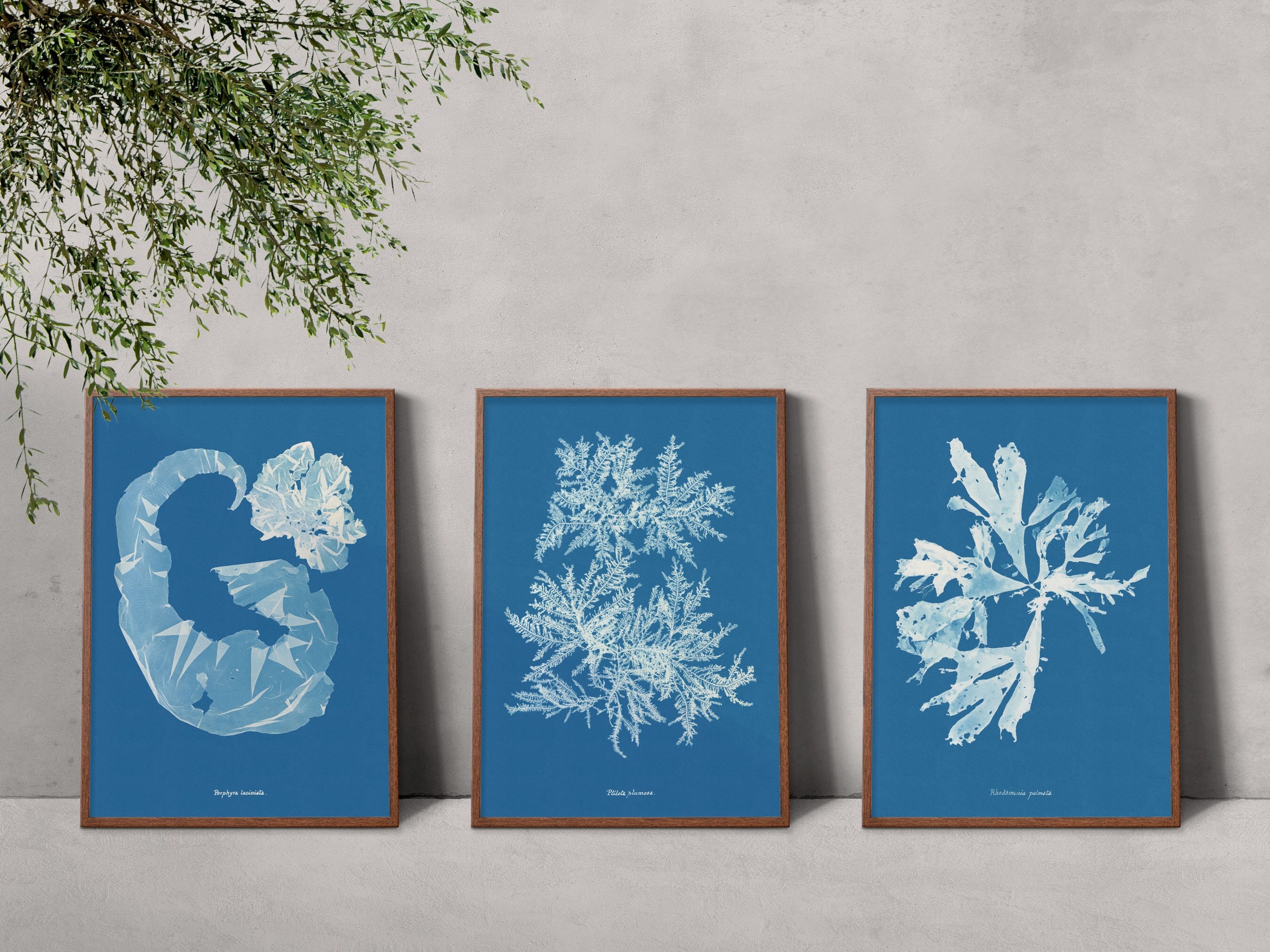 Seaweed Cyanotype Art Print, Tideline, Seaweed Art Cornwall