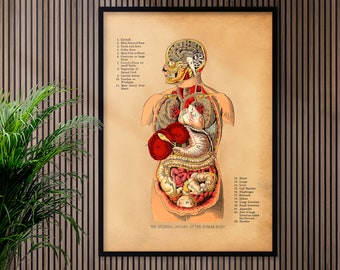 The Human Body Internal Organs Science Home School Learning - Etsy Hong ...