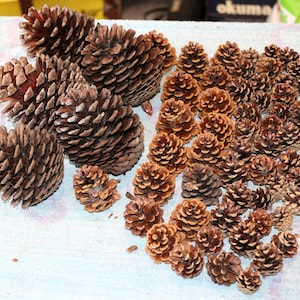 Natural Pine Cones pinecones Craft Christmas Wreath Florist decoration 11cm - 2cm
