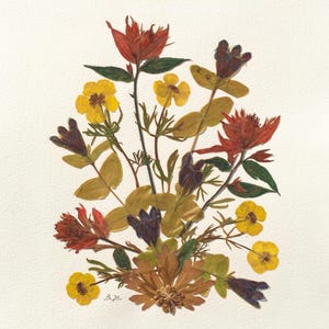 Nuovo pennello indiano e stampa di fiori pressati di ranuncolo giallo