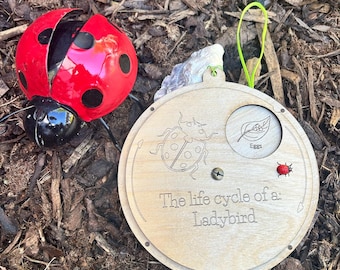 Interactive Ladybird Life Cycle Model  Educational Fun  Engaging