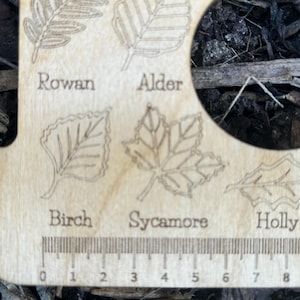 A wooden ruler with engraved leaf illustrations and text labels, including "Rowan", "Alder", "Birch", "Sycamore", and "Holly".