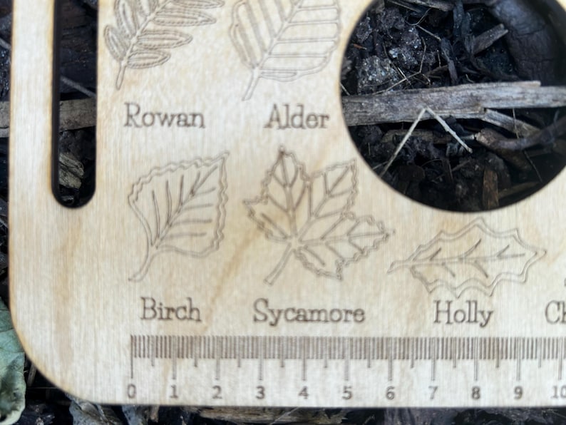 A wooden ruler with engraved leaf illustrations and text labels, including "Rowan", "Alder", "Birch", "Sycamore", and "Holly".