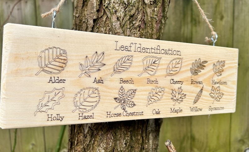 May include: A wooden sign with the title "Leaf Identification" and illustrations of different types of leaves, including alder, ash, beech, birch, cherry, rowan, hawthorn, holly, hazel, horse chestnut, oak, maple, willow, and sycamore.