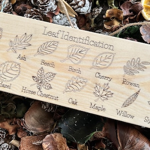 May include: A wooden sign with the title "Leaf Identification" and illustrations of different leaves with their names: Alder, Ash, Beech, Birch, Cherry, Rowan, Hawthorn, Holly, Hazel, Horse Chestnut, Oak, Maple, Willow, Sycamore.