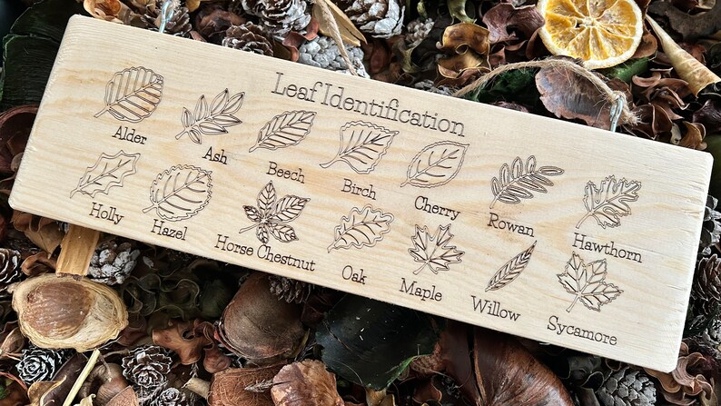May include: A wooden sign with the title "Leaf Identification" and illustrations of different leaves with their names: Alder, Ash, Beech, Birch, Cherry, Rowan, Hawthorn, Holly, Hazel, Horse Chestnut, Oak, Maple, Willow, Sycamore.