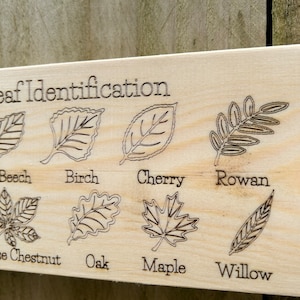 May include: A wooden sign with the text "Leaf Identification" and illustrations of different leaves with their names underneath: Ash, Beech, Birch, Cherry, Rowan, Hawthorn, Horse Chestnut, Oak, Maple, Willow, Sycamore.