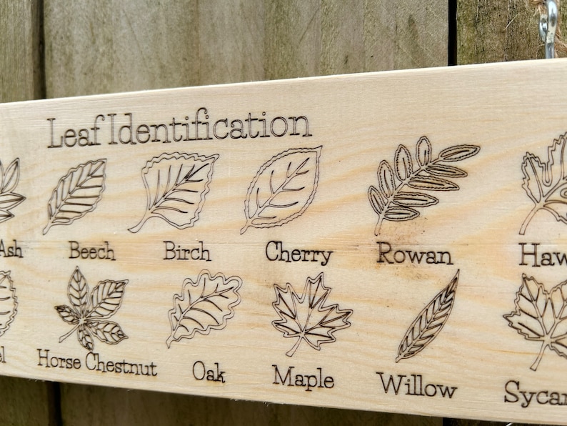 May include: A wooden sign with the text "Leaf Identification" and illustrations of different leaves with their names underneath: Ash, Beech, Birch, Cherry, Rowan, Hawthorn, Horse Chestnut, Oak, Maple, Willow, Sycamore.