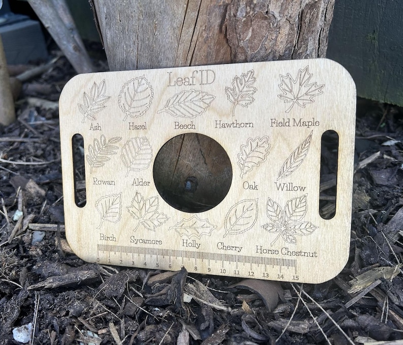 A wooden leaf identification guide with various types of leaves and a ruler for size comparison, placed on a bed of leaves and twigs.