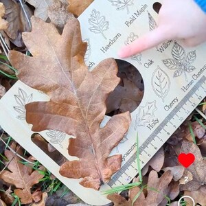A hand is pointing to a leaf on the ground, surrounded by fallen leaves and a leaf-shaped object.