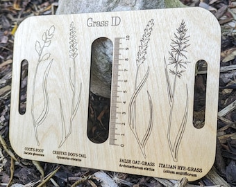 Bandeja de identificación de hierbas: Birch Wood, Escuela del Bosque, EYFS