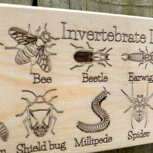 May include: A wooden sign with the text "Invertebrate Identification" and illustrations of various invertebrates, including an ant, bee, beetle, earwig, woodlouse, shield bug, millipede, spider, and snail.
