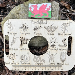 Welsh Invertebrate ID Tray: Birch Plywood with 14 Engraved Bugs
