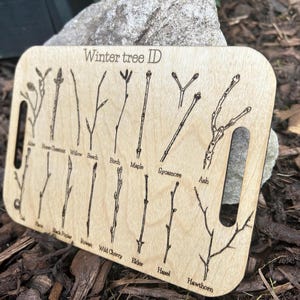 Winter Tree Twig ID Guide | Wooden Tree Identification Board | Forest School Nature Study