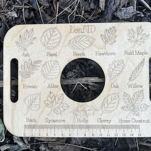 A wooden leaf identification board with various types of leaves and a ruler for size reference.
