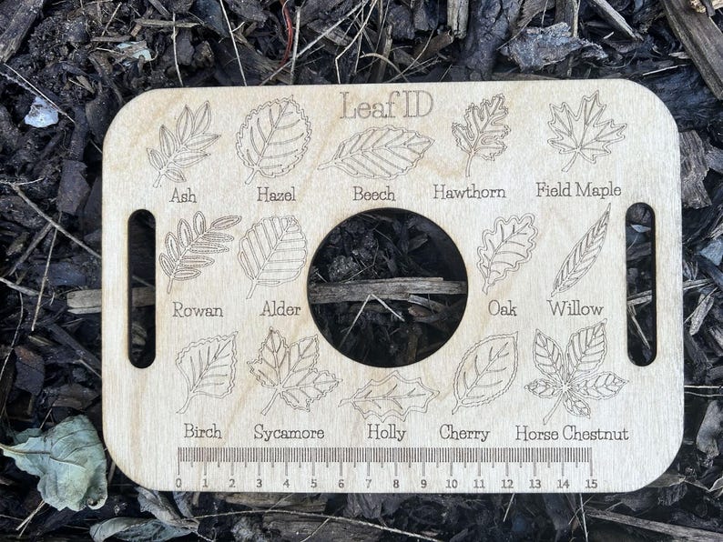 A wooden leaf identification board with various types of leaves and a ruler for size reference.