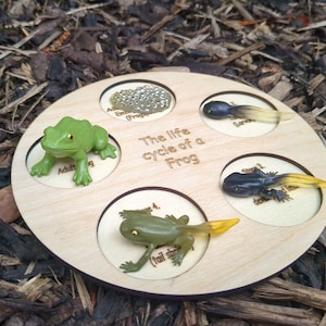 Frog life cycle, Birthdaygift, Forest school, Primary, EYFS, outdoor learning,  Kindergarten, Foundation Phase, EYFS, and homeschoolers