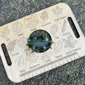 A wooden leaf identification guide with various types of leaves and a plant growing through the center, placed on a stone surface.