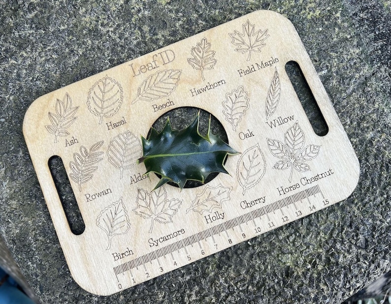 A wooden leaf identification guide with various types of leaves and a plant growing through the center, placed on a stone surface.