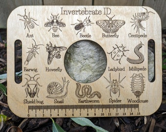 Invertebrate ID tray, insect, bug identification, viewing tray, back to school,  Teachers gift, Forest school, Primary, EYFS