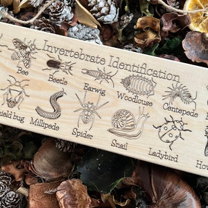 May include: A wooden sign with the title "Invertebrate Identification" and illustrations of various invertebrates, including an ant, bee, beetle, earwig, woodlouse, centipede, butterfly, earthworm, shield bug, millipede, spider, snail, and ladybug.