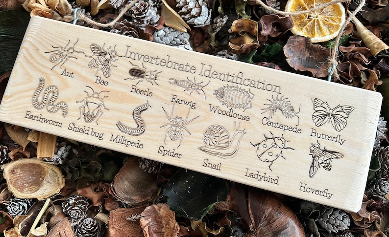 May include: A wooden sign with the title "Invertebrate Identification" and illustrations of various invertebrates, including an ant, bee, beetle, earwig, woodlouse, centipede, butterfly, earthworm, shield bug, millipede, spider, snail, and ladybug.