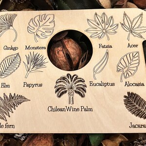 Australian Botanical Lead Identification Guide - Discover Unique Plants  Foliage