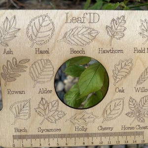 A wooden leaf identification guide with various types of leaves and their names printed on it.
