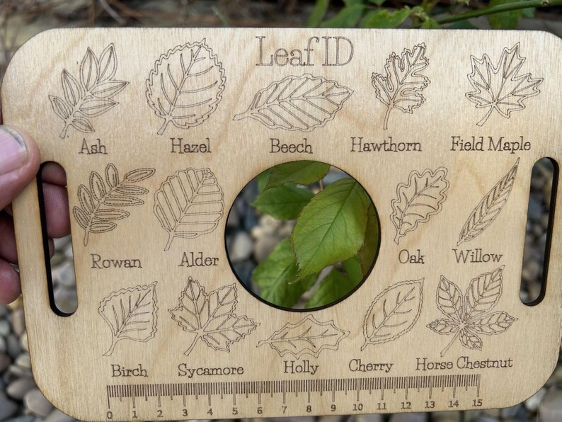 A wooden leaf identification guide with various types of leaves and their names printed on it.