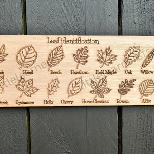 May include: A wooden sign with the title "Leaf identification" and illustrations of 12 different leaves with their names underneath: Ash, Hazel, Beech, Hawthorn, Field Maple, Oak, Willow, Silver Birch, Sycamore, Holly, Cherry, Horse Chestnut, Rowan, Alder.