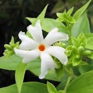 10-12 inch tall  parijat/ patijathak/ shiuli starter size(baby plant) in 4 inch pot  - free shipping(plants sample pictures posted)