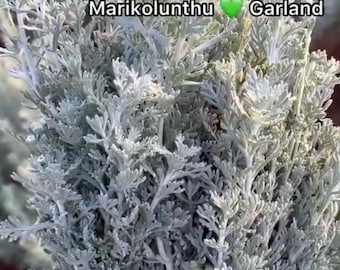 Naatu Marikolunthu / Maruvam / Marikozhunthu/  highly fragrant live plant