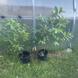Live  pink guava  plant/ Ruby red 3 gallon and 3 feet tall ships for free