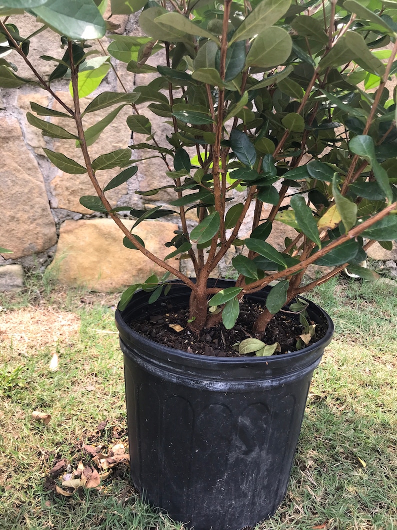 Pineapple Guava Cold Hardy Bushy 3feet Tall in 3 Gallon Etsy