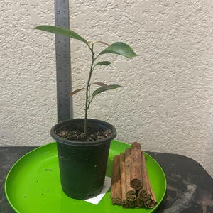 May include: A small potted plant with green leaves and a ruler next to it. A bundle of cinnamon sticks sits on a green tray. The plant is in a black pot, and the ruler shows measurements in inches.